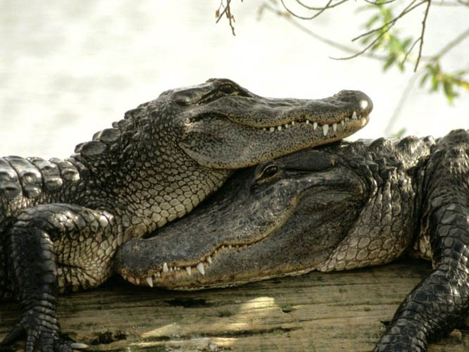 krokodil1